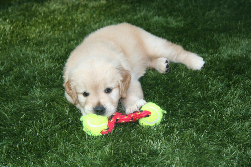 Huntsville artificial turf for dogs